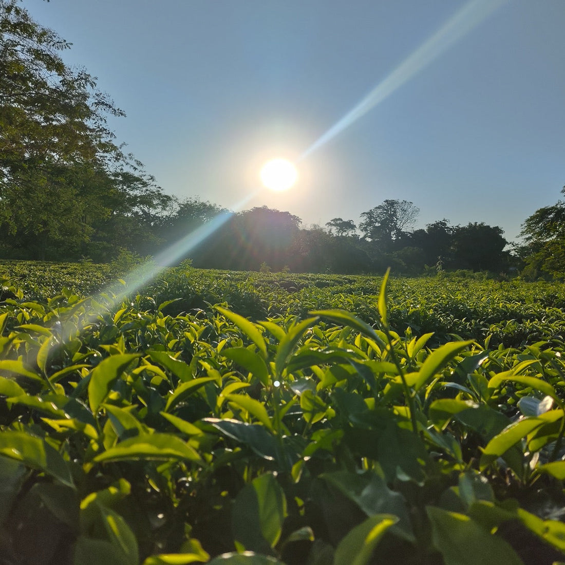 The Land That Shaped a Cup