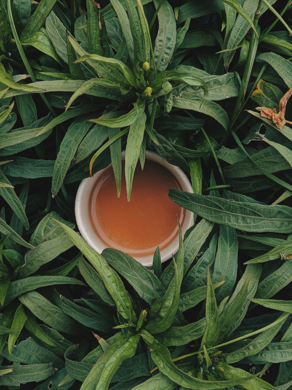 Recipe Series: Winter Comfort: Spiced Milk Tea the Garden Way