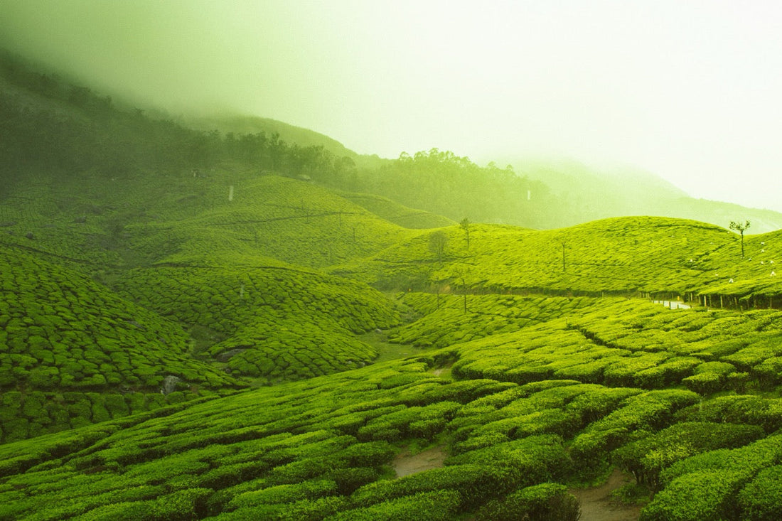 The Morning Mist