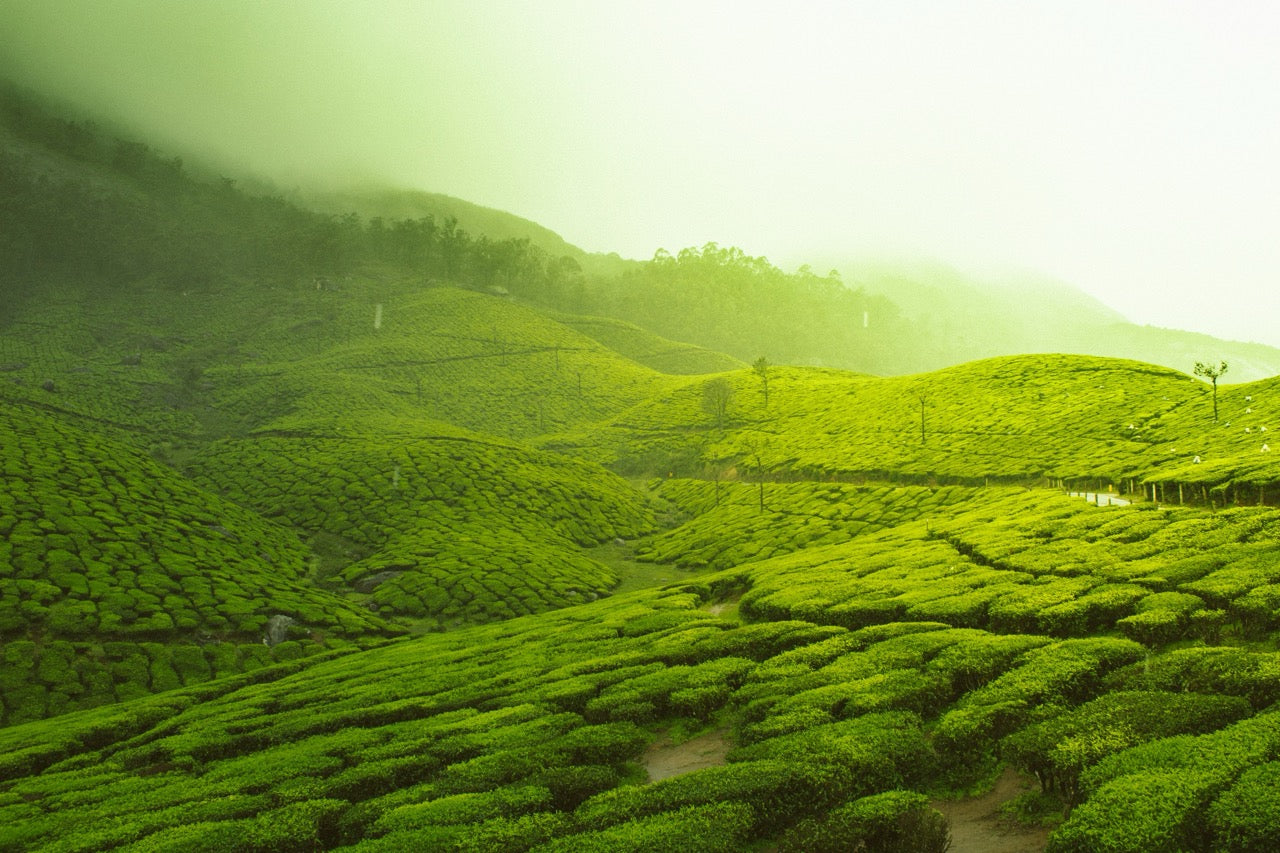 The Morning Mist